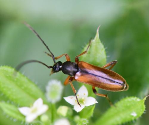 Réf. 256 243 : Alosterna tabacicolor